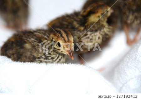 ウズラ・並ウズラのひな ウズラ・並ウズラのひな 127192412