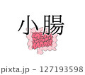 小腸 127193598