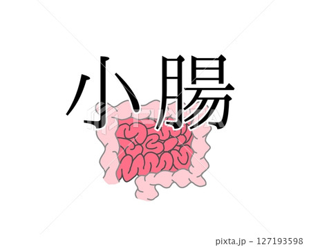 小腸 小腸 127193598