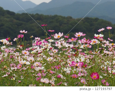 コスモス畑に囲まれて コスモス畑に囲まれて 127193797