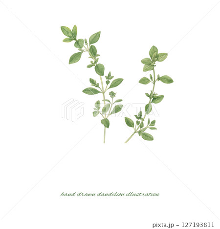 水彩で描いたタイムのイラスト 水彩で描いたタイムのイラスト 127193811