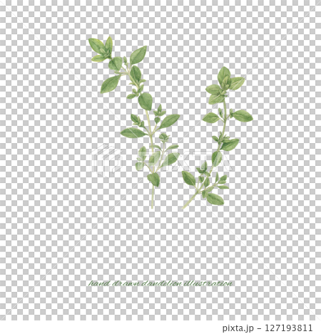 水彩で描いたタイムのイラスト 水彩で描いたタイムのイラスト 127193811