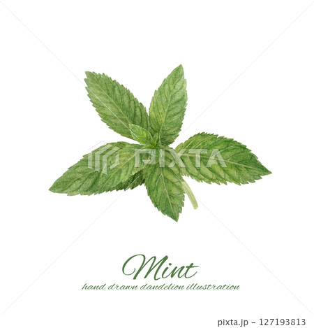 水彩で描いたスペアミントのイラスト 127193813
