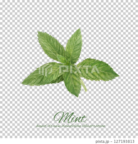 水彩で描いたスペアミントのイラスト 127193813