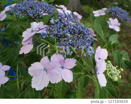 薄紫色のアジサイの花 127193839