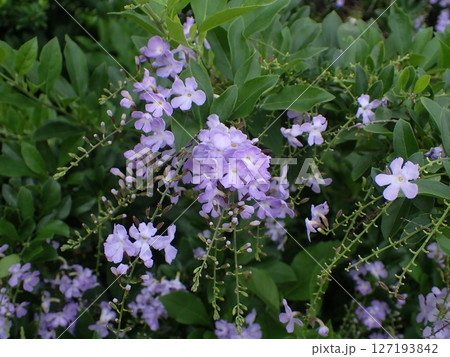 薄紫色のデュランタの花 127193842