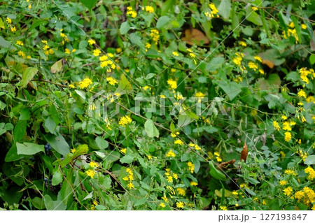 ヤクシソウの花咲く　【相模原市津久井　10月】 127193847