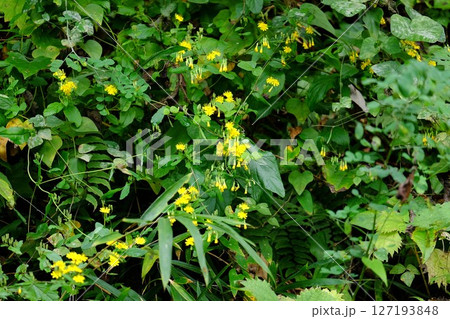 野に咲くヤクシソウの花　【相模原市津久井　10月】 127193848
