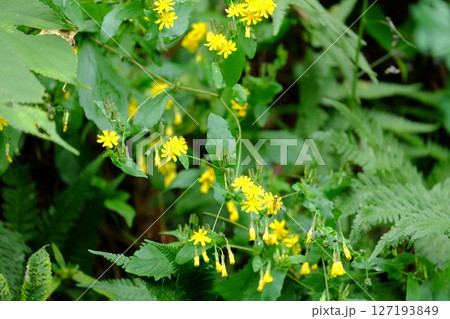 草むらに咲くヤクシソウ　【相模原市津久井　10月】 127193849