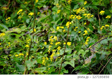 黄色のヤクシソウ草むらに咲く 【相模原市津久井 10月】 黄色のヤクシソウ草むらに咲く 【相模原市津久井 10月】 127193850