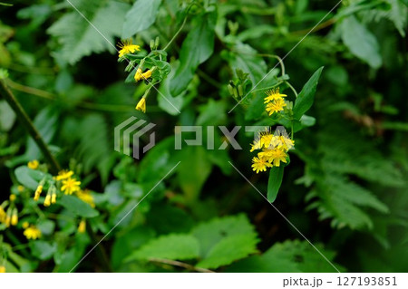 土手に咲く黄色いヤクシソウ　【相模原市津久井　10月】 127193851