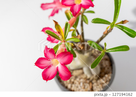 白背景に赤い花を咲かせたアデニウム 127194162