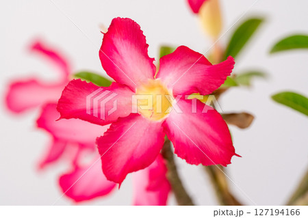 白背景に赤い花を咲かせたアデニウム 白背景に赤い花を咲かせたアデニウム 127194166