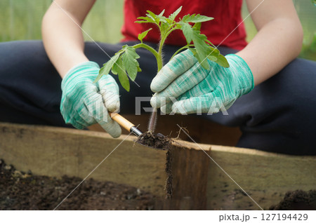 Gardener planting tomato seedlings in the farmland 127194429