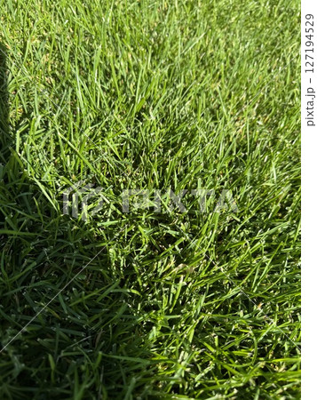 Close-up of fresh green grass in sunlight. Natural lawn background texture for spring or summer eco design, gardening and landscaping concept Close-up of fresh green grass in sunlight. Natural lawn background texture for spring or summer eco design, gardening and landscaping concept 127194529