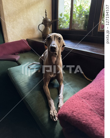 Elegant Italian Greyhound dog sitting on vintage green velvet couch by window in cozy room interior with natural light. Calm domestic pet moment in home environment Elegant Italian Greyhound dog sitting on vintage green velvet couch by window in cozy room interior with natural light. Calm domestic pet moment in home environment 127194537