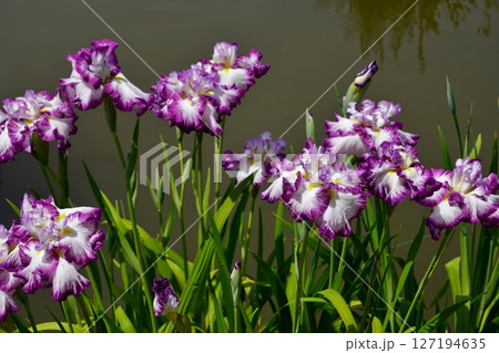 太宰府天満宮　菖蒲池　花菖蒲 127194635