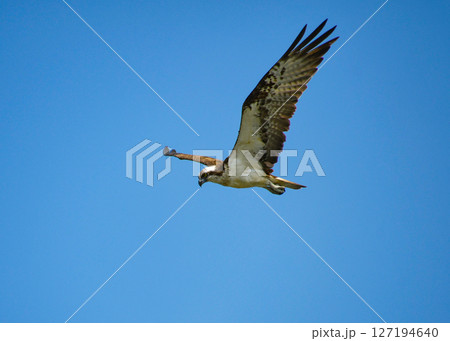 大空を舞うミサゴ 127194640