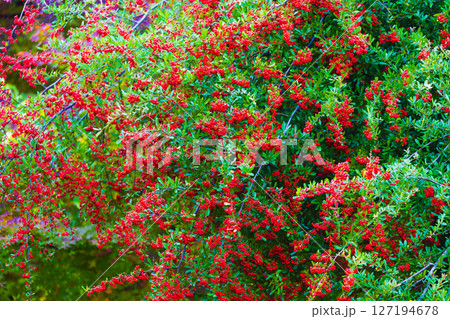 ピラカンサの実 127194678