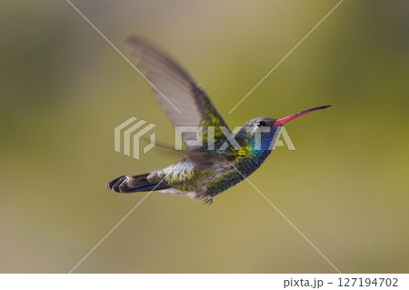 アカハシハチドリの雄 127194702