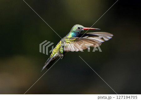 アカハシハチドリの雄 127194705