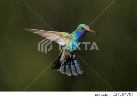 アカハシハチドリの雄 127194707