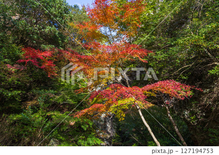 秋の小豆島　紅葉の寒霞渓　裏八景（石門） 127194753