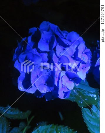 神秘的な夜の紫陽花 神秘的な夜の紫陽花 127194791