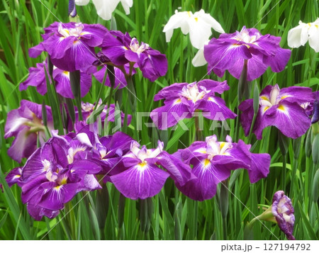 気品ある紫と白色の菖蒲の花 127194792