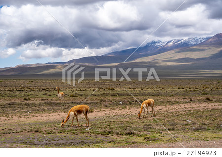Vicunas Grazing in the Plains of Peru Majestic Mountains 127194923