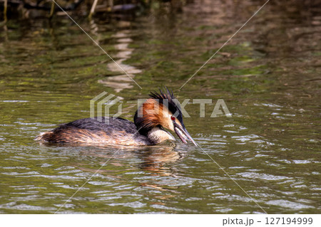 Great Crested Grebe, Podiceps cristatus has caught a fish. 127194999