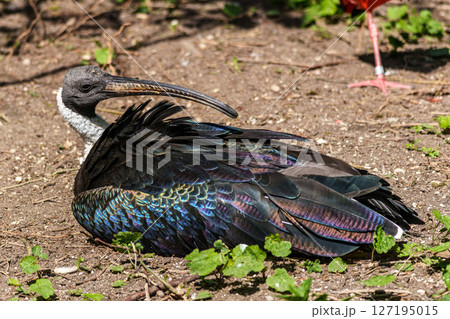 The Straw-necked Ibis, Threskiornis spinicollis is a bird of the ibis family The Straw-necked Ibis, Threskiornis spinicollis is a bird of the ibis family 127195015
