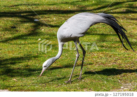 The Blue Crane, Grus paradisea, is an endangered bird 127195018
