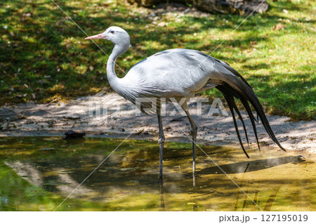 The Blue Crane, Grus paradisea, is an endangered bird 127195019