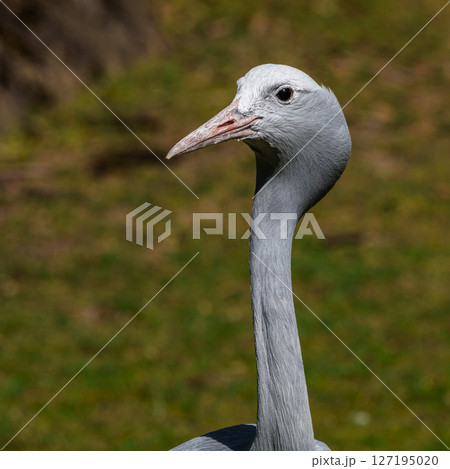 The Blue Crane, Grus paradisea, is an endangered bird The Blue Crane, Grus paradisea, is an endangered bird 127195020