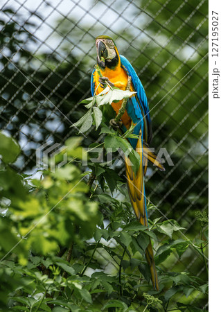 The Blue-and-yellow Macaw, Ara ararauna is a large South American parrot The Blue-and-yellow Macaw, Ara ararauna is a large South American parrot 127195027