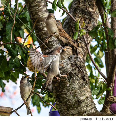 House sparrow, Passer domesticus. An adult sparrow feeds its young chick. House sparrow, Passer domesticus. An adult sparrow feeds its young chick. 127195044