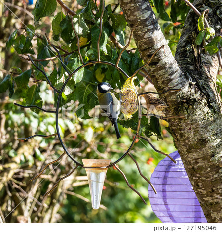 The Great Tit, Parus major from the tit family Paridae, perched on a bird feeder containing birdseed. 127195046