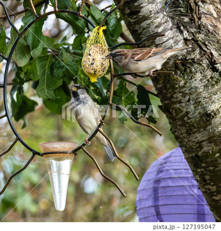 House sparrow bird, Passer domesticus perched on bird feeder containing birdseed. House sparrow bird, Passer domesticus perched on bird feeder containing birdseed. 127195047
