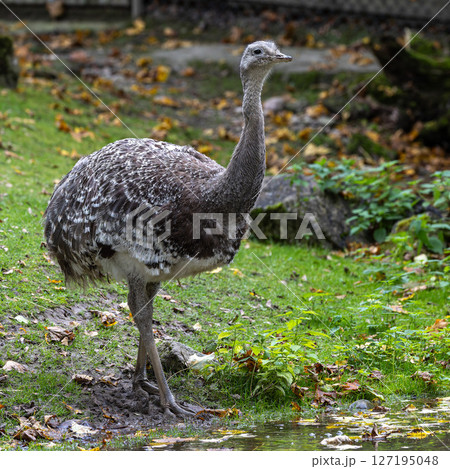 Darwin's rhea, Rhea pennata also known as the lesser rhea. 127195048