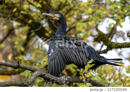 The great cormorant, Phalacrocorax carbo sitting on a branch 127195049
