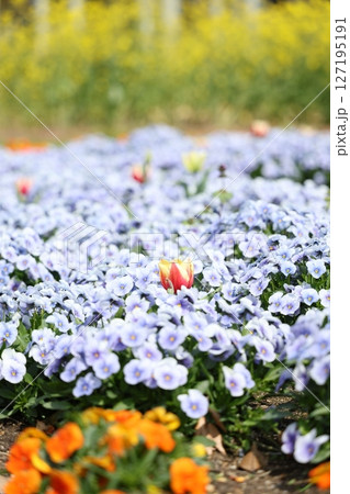 花壇に咲く紫色のチューリップ 花壇に咲く紫色のチューリップ 127195191