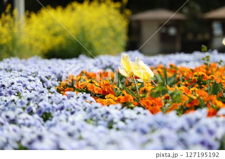 綺麗な花畑 綺麗な花畑 127195192