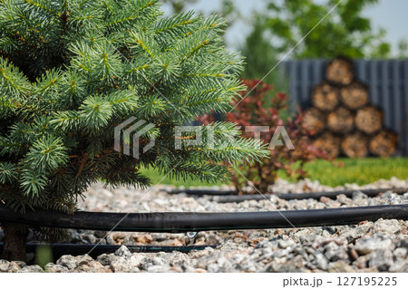 Drip irrigation system watering a conifer tree in a mulched garden bed with gravel and red-leaved shrubs in the background 127195225