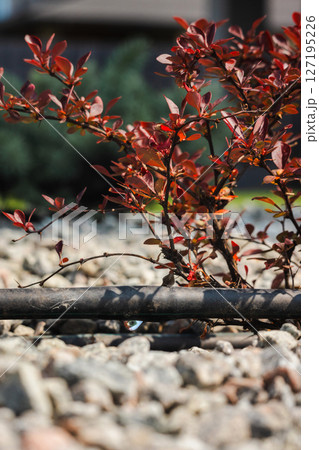 Drip irrigation hose delivering water to a red-leaved garden shrub, with gravel mulch covering the soil in a landscaped yard 127195226