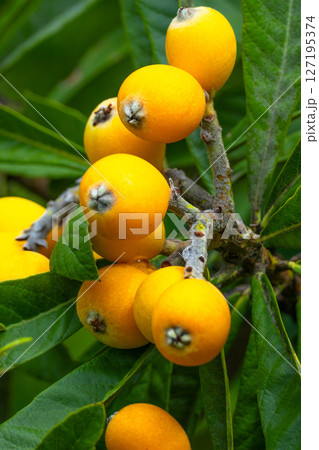 ビワの実 127195374