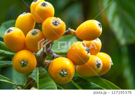ビワの実 127195376