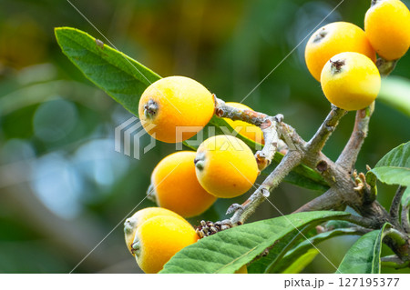 ビワの実 127195377