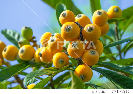 ビワの実 127195597