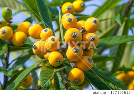 ビワの実 127195613